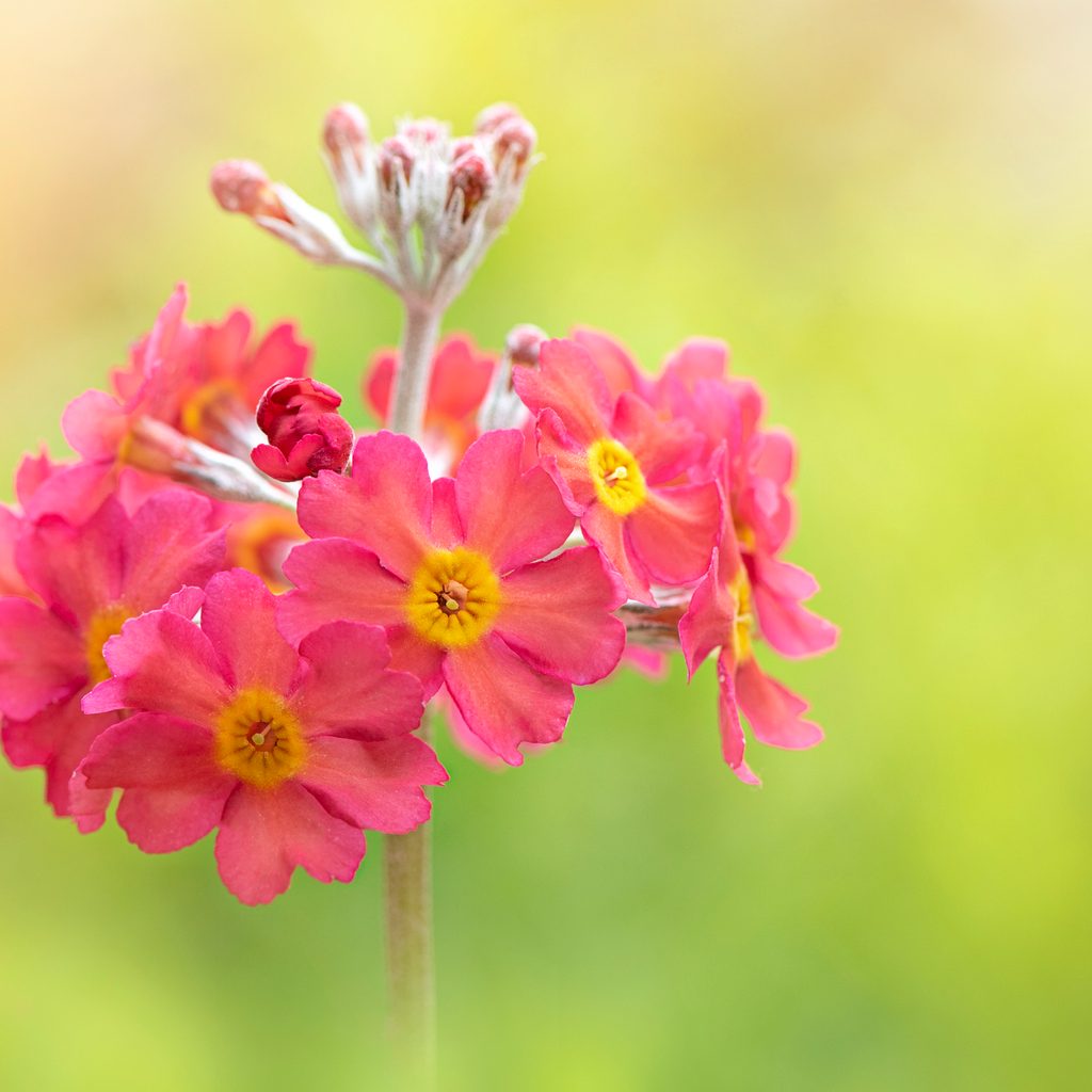 Pink primrose close-up