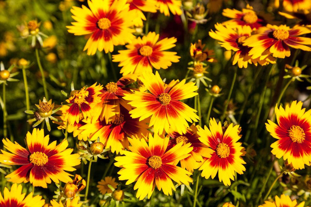 Blanket flower blooms