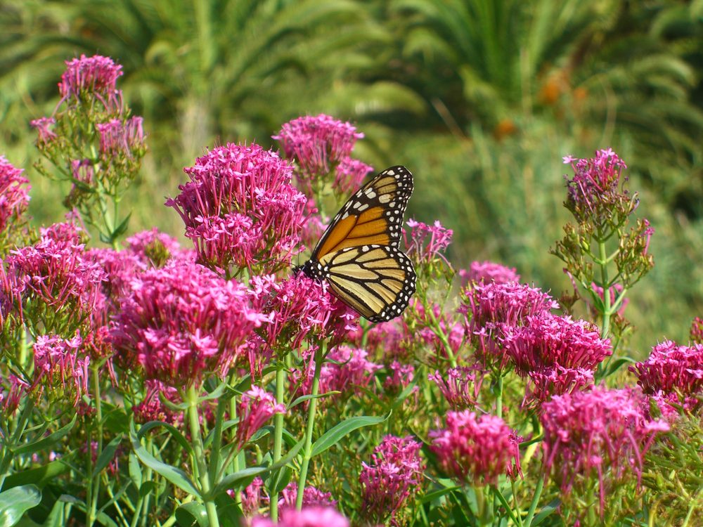 Red valerian flowers