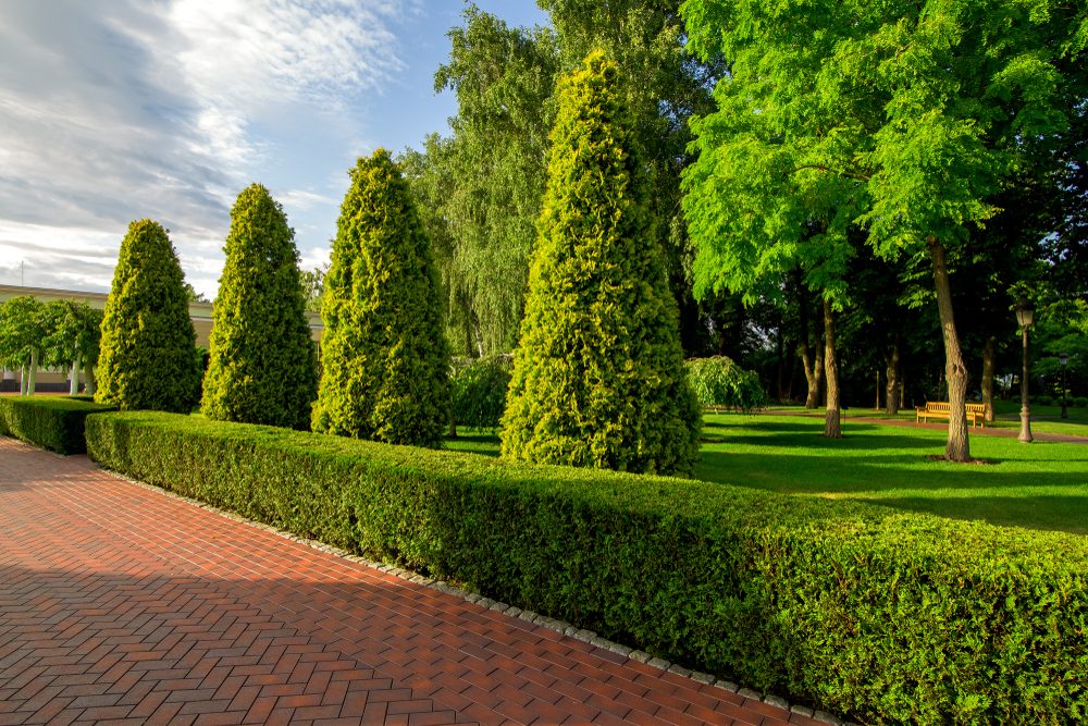 Arborvitae trees in a line