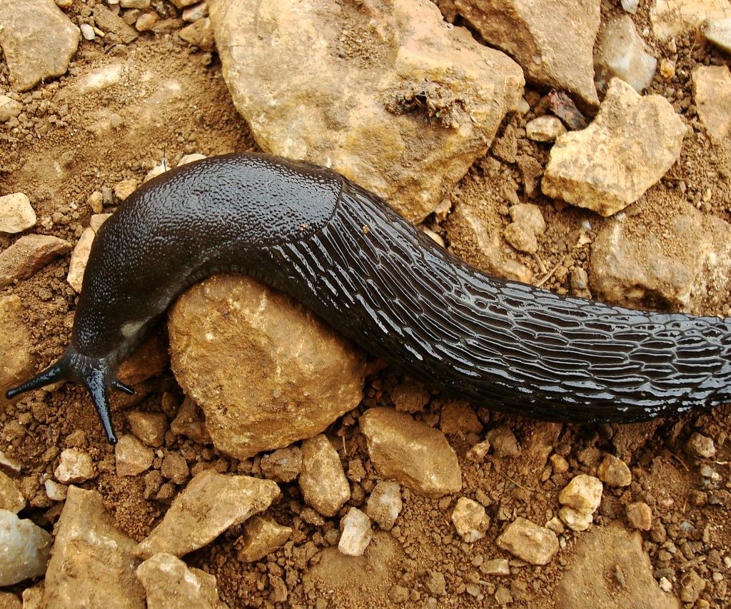 A large slug moving across rocks and dirt