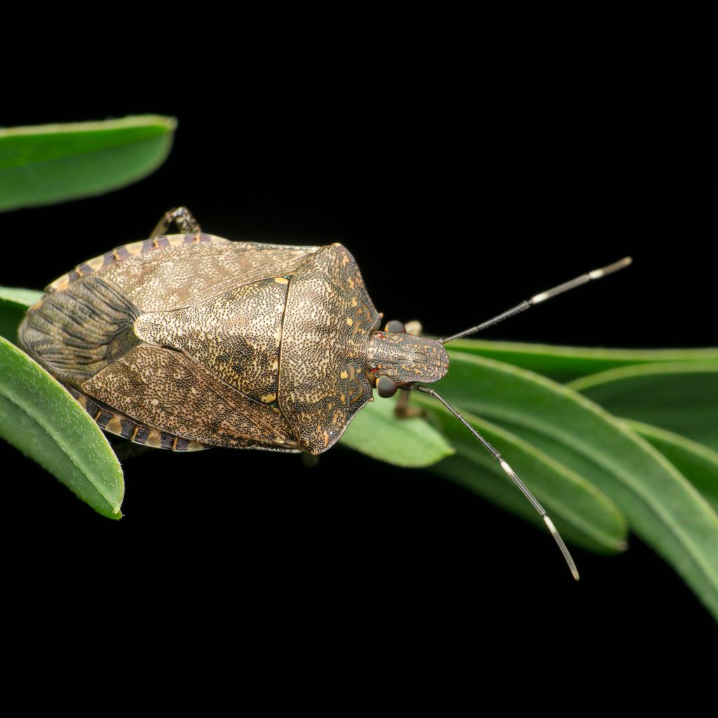 Stink bug on a plant