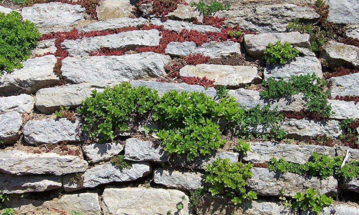 Retaining wall with plants
