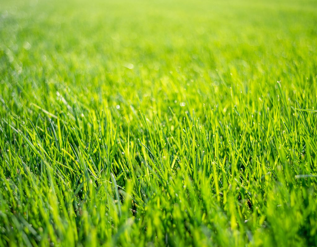 A close-up of tall fescue