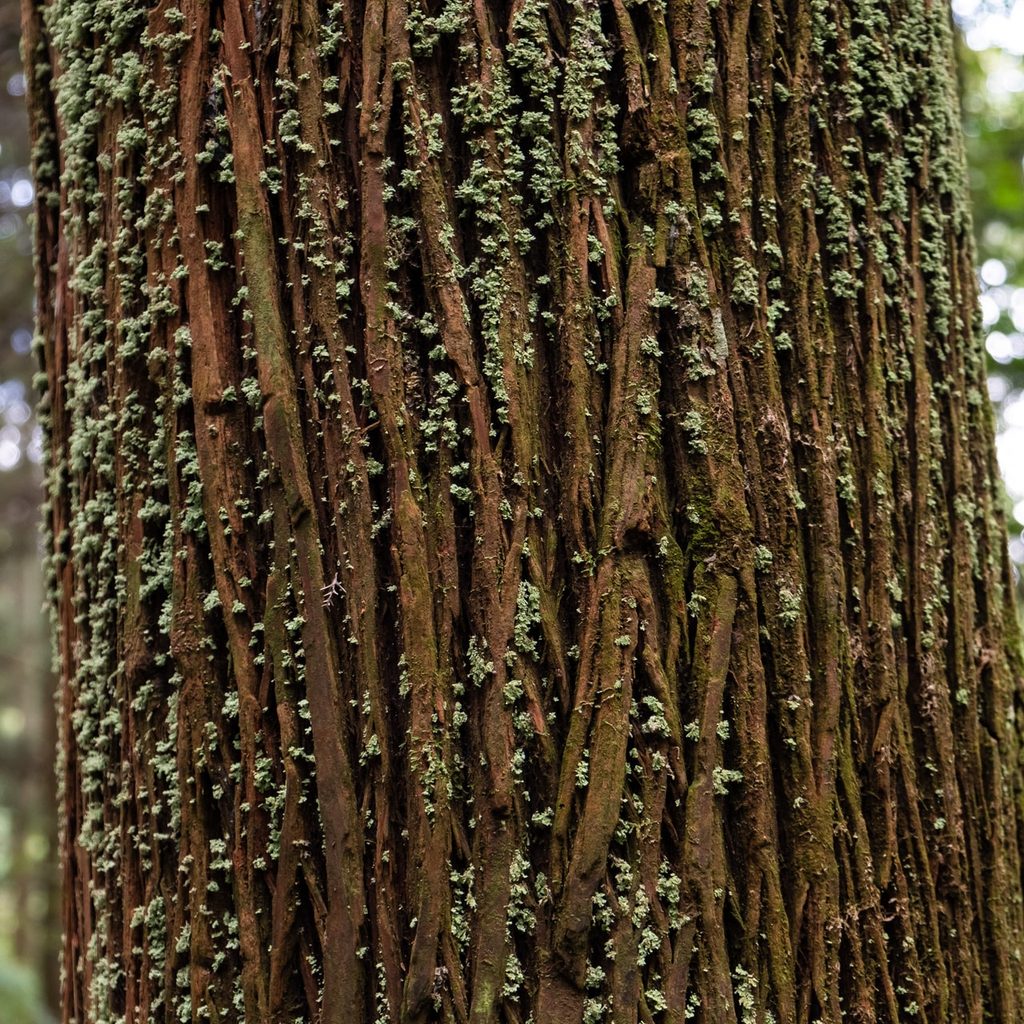 Cedar tree bark