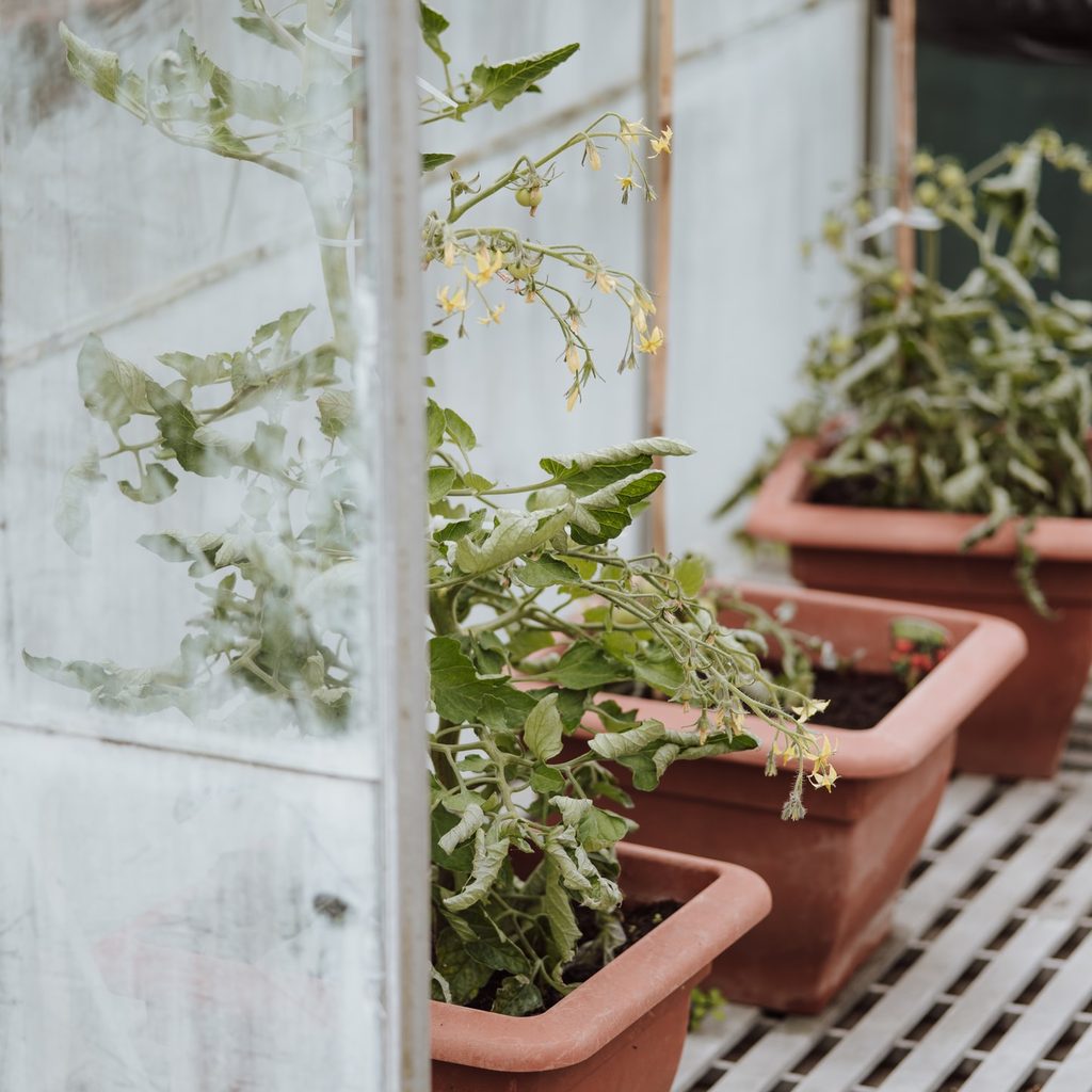 Tomato plants in containers