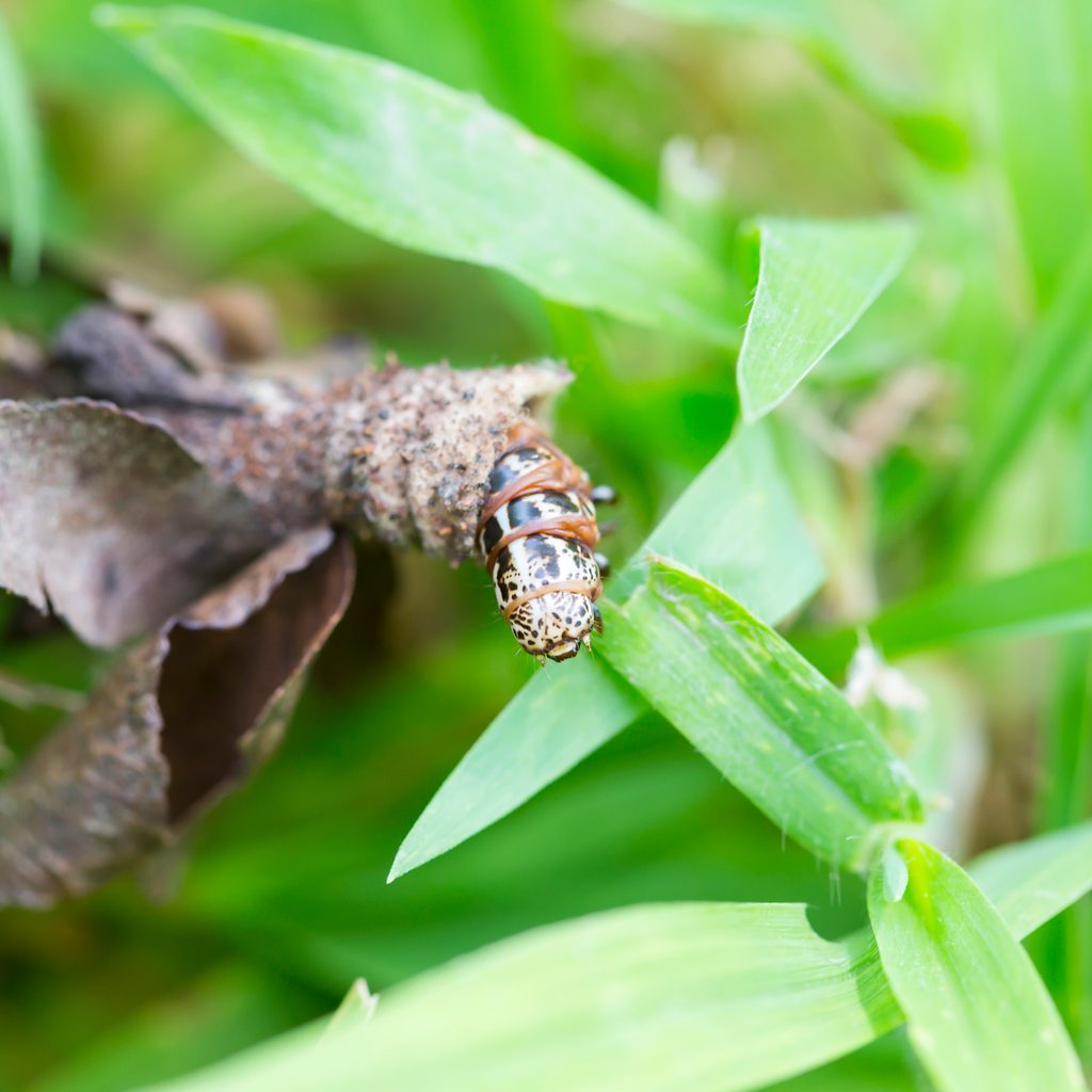 Bagworm caterpillar in grass