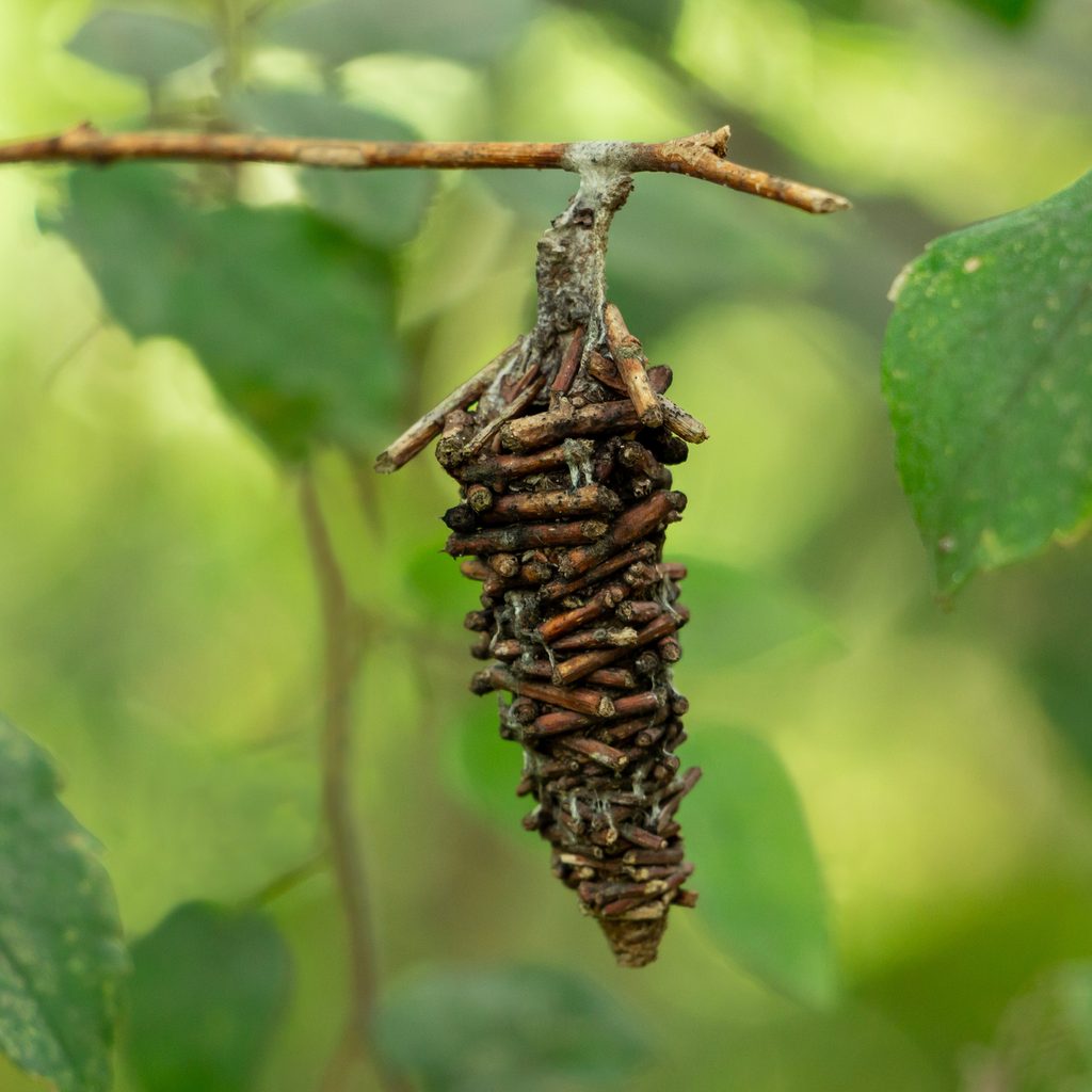 Bagworm on a branch