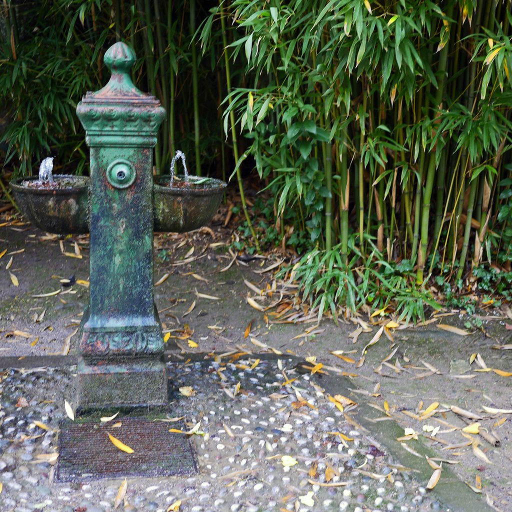 A clump of bamboo growing next to an old metal fountain