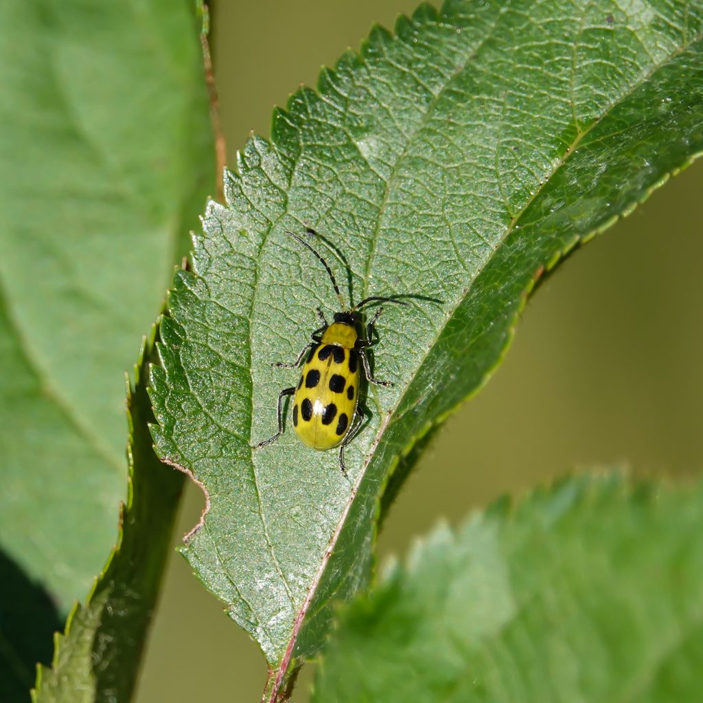 A yellow cucumber beetle with black spots on a leaf