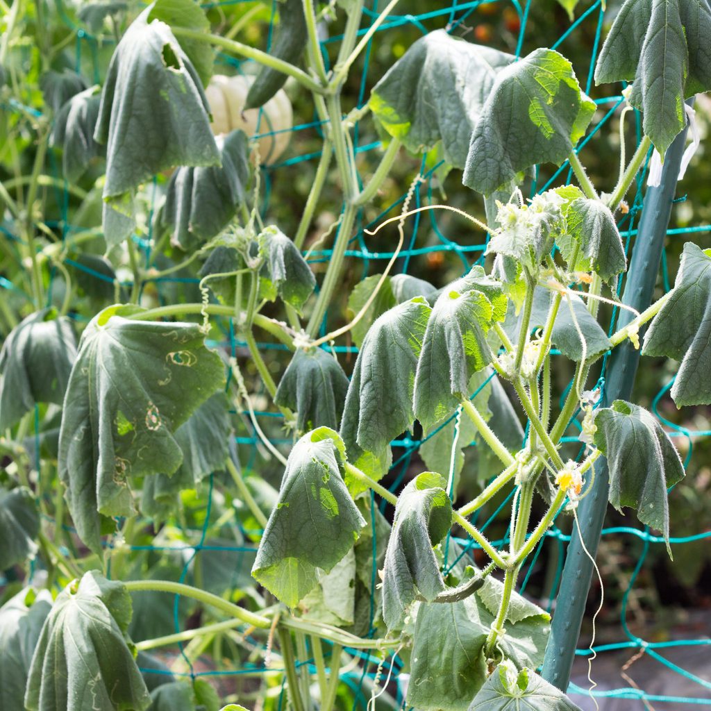 Cucumber vines on a trellis with wilted leaves