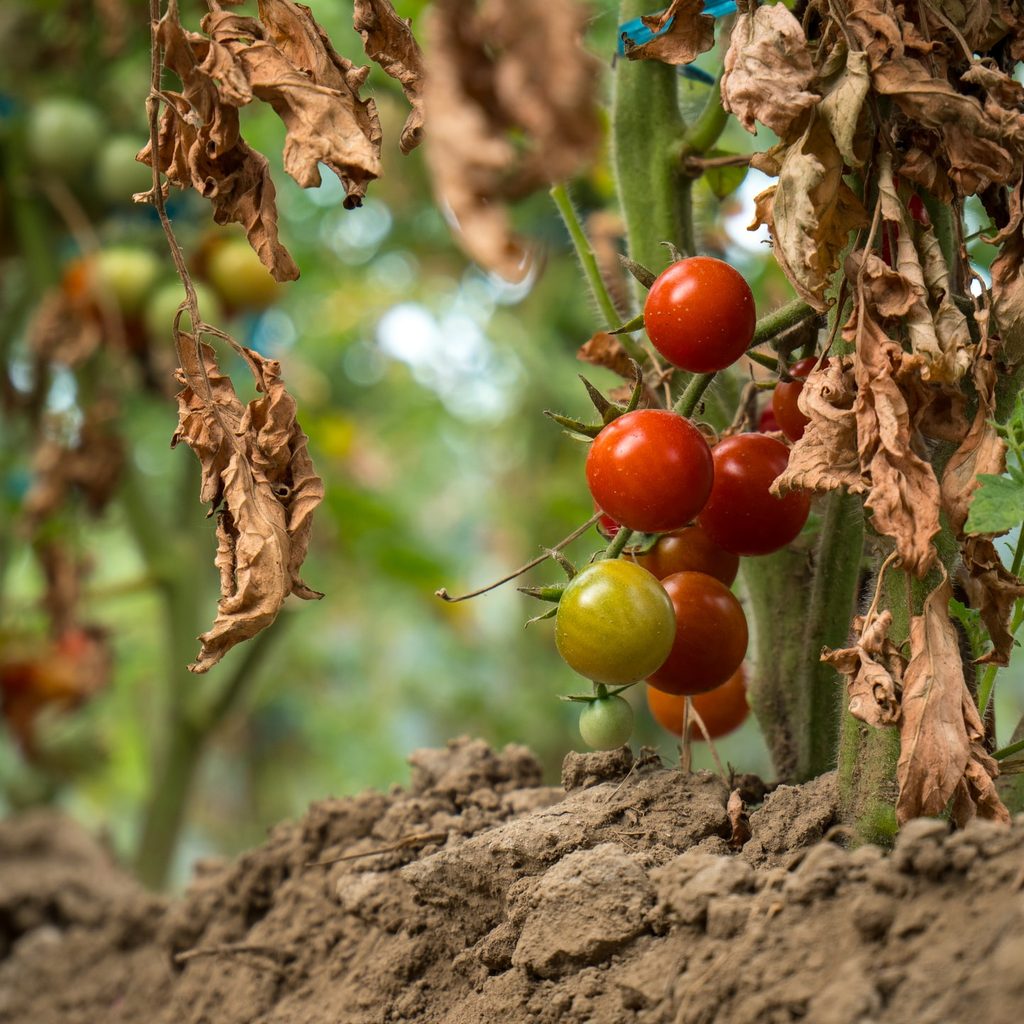 Tomatoes hanging