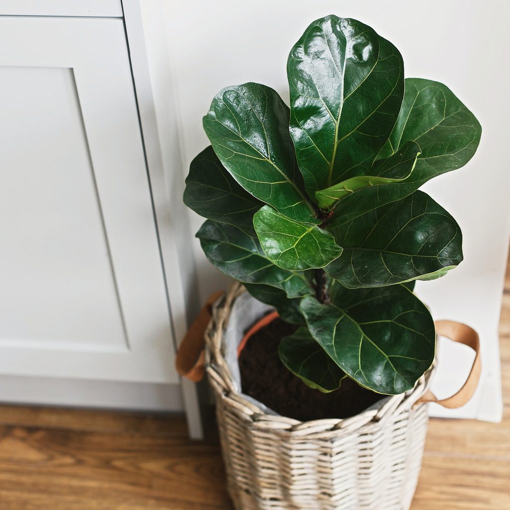 A fiddle leaf fig in a pot inside a white wicker basket