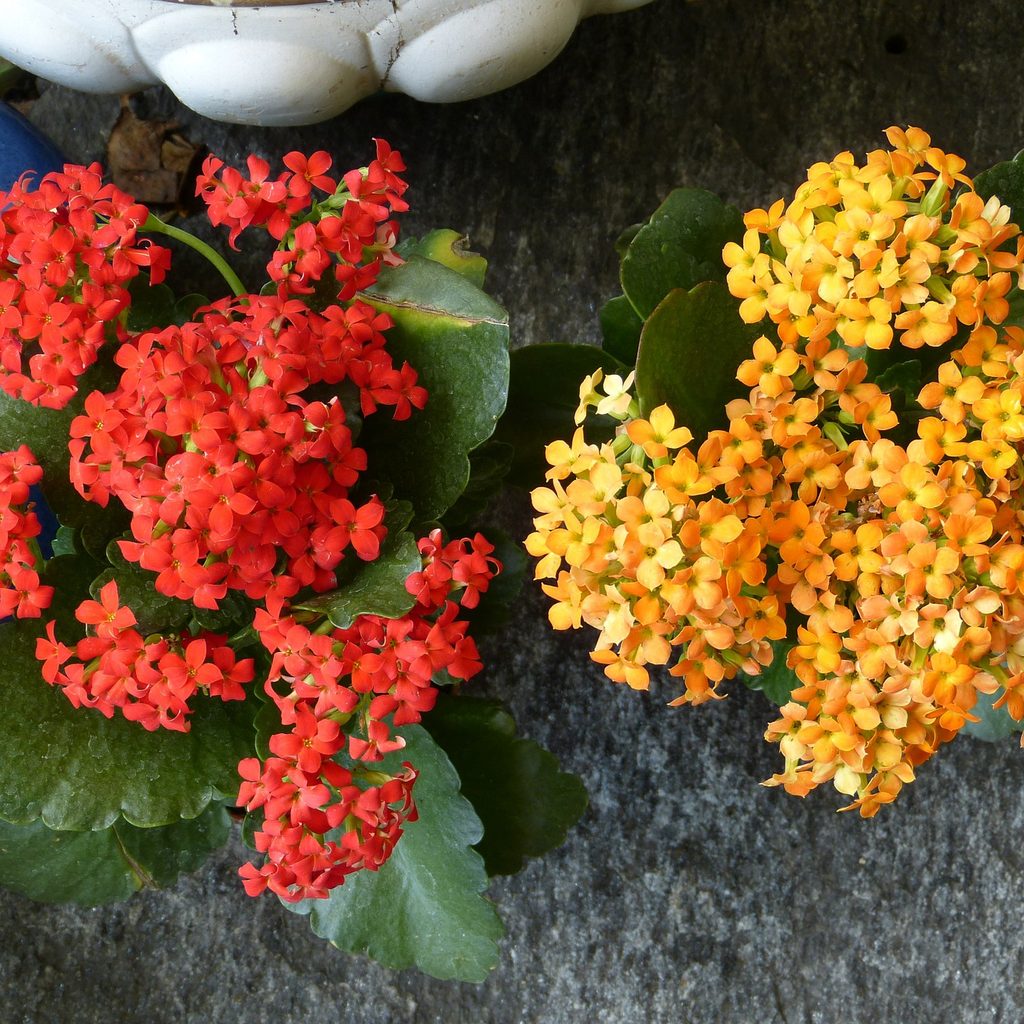 Blooming Kalanchoe plants