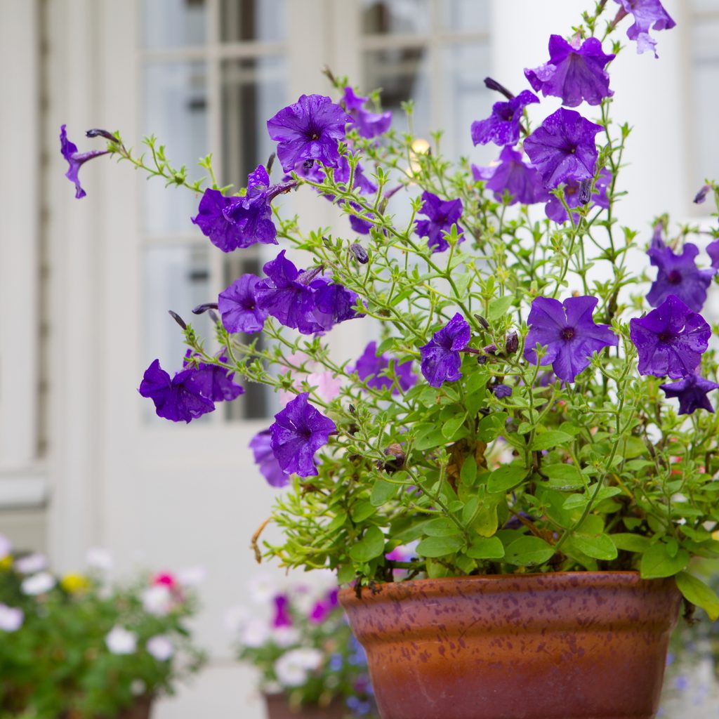Garden flowers in a container