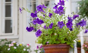 Purple flowers in container in front of house