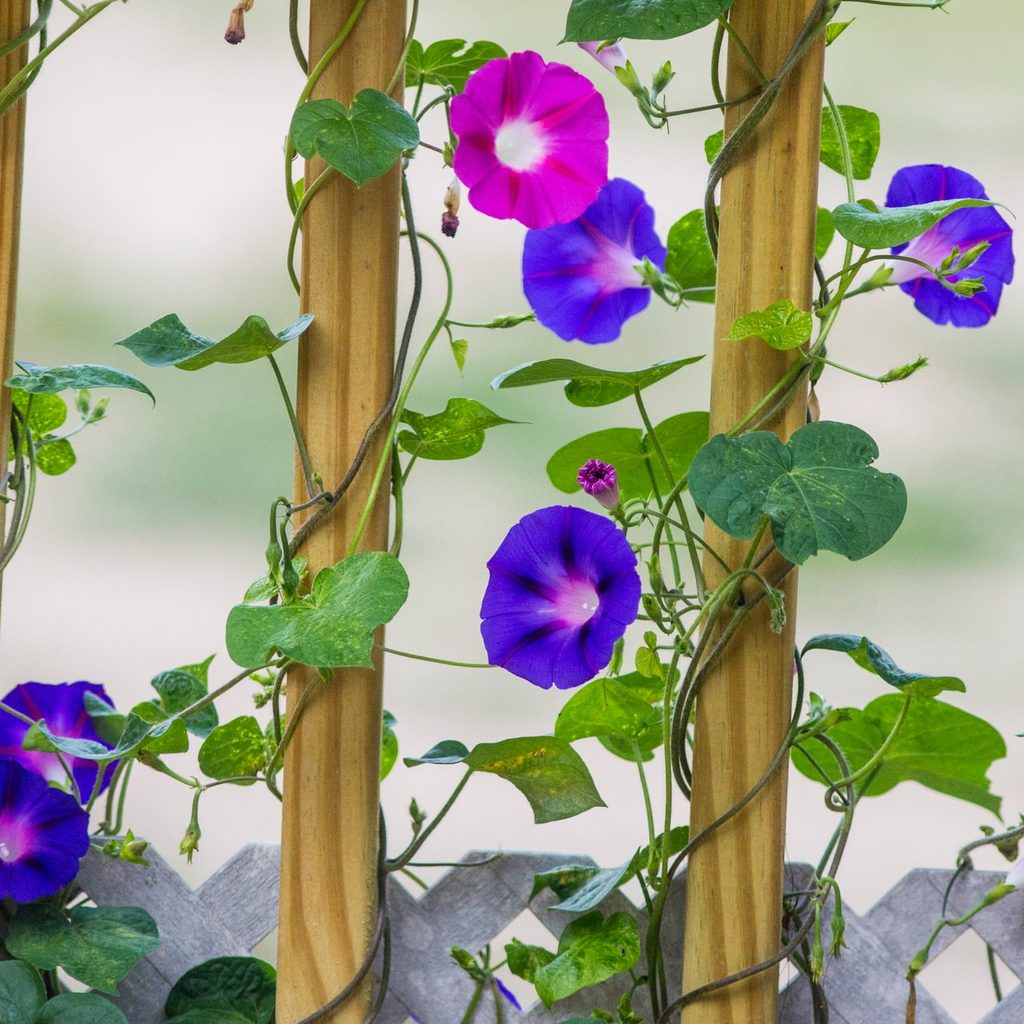 Morning glorys on lattice