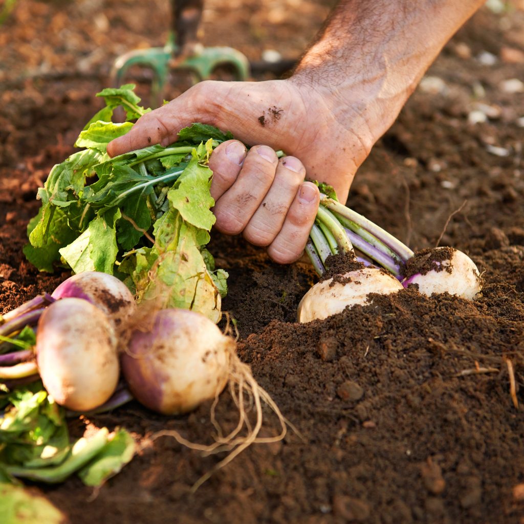A gardener pulling turnips out of the ground