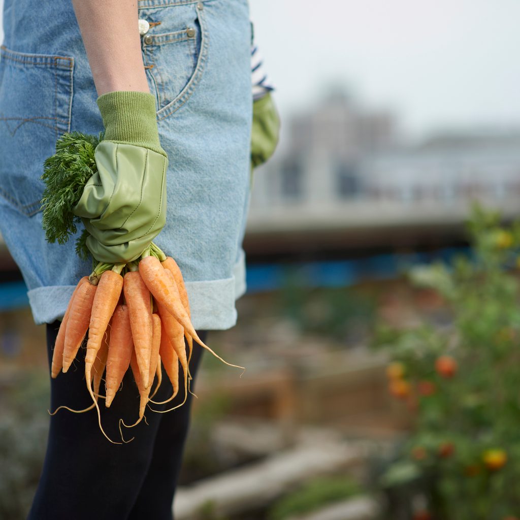 Holding carrots