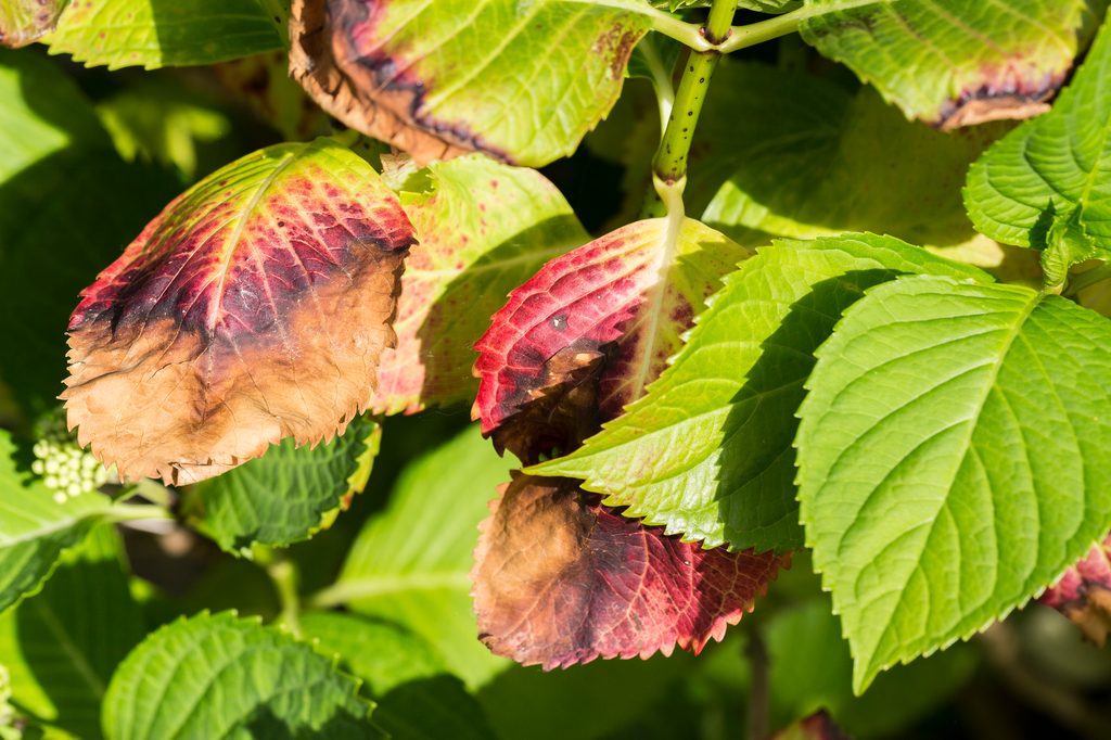 Hydrangea leaves infected with cercospora