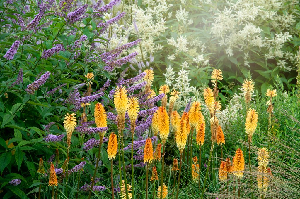 Light orange kniphofia flowers with other, purple and white flowers surrounding them