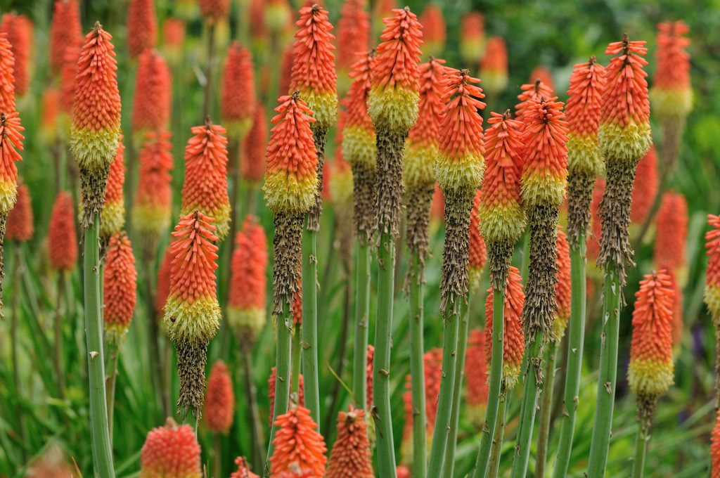 A close-up of kniphofia flowers