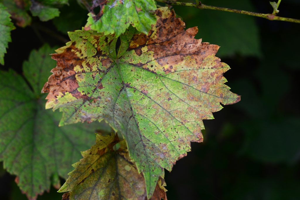 A leaf infected with anthracnose