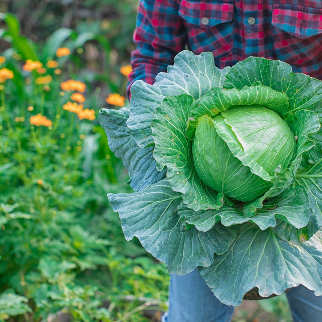 Person holding cabbage in garden