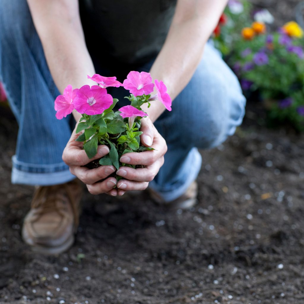 Person planting petunias