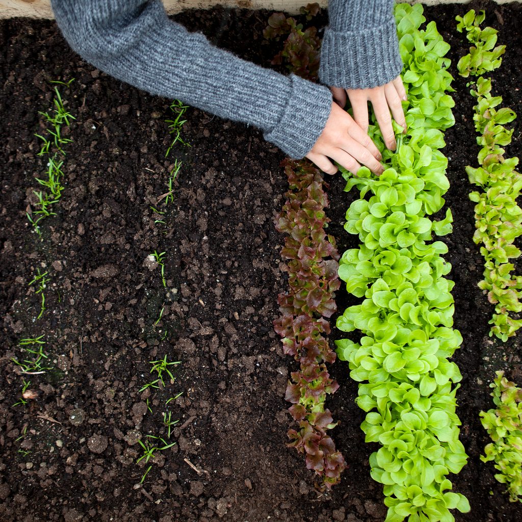 Person tending seedlings in soil