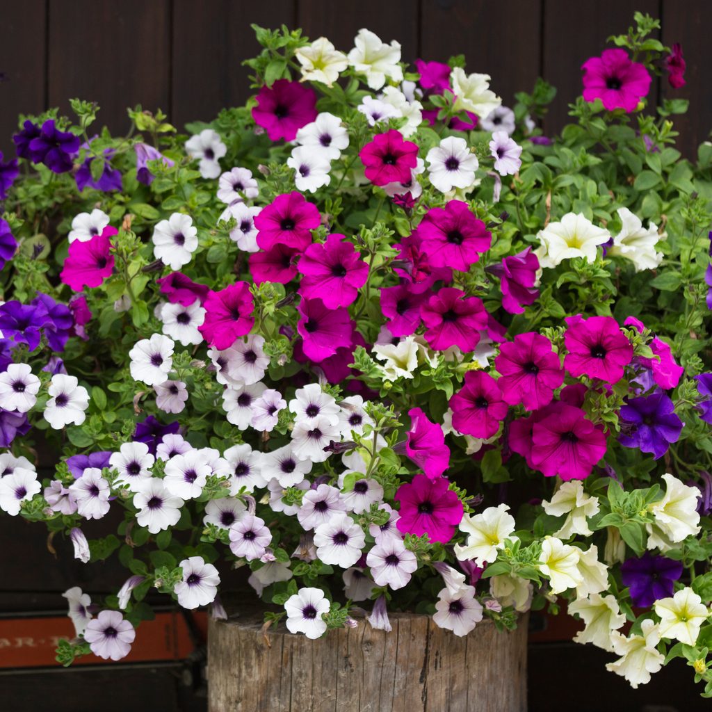 Petunia flowera