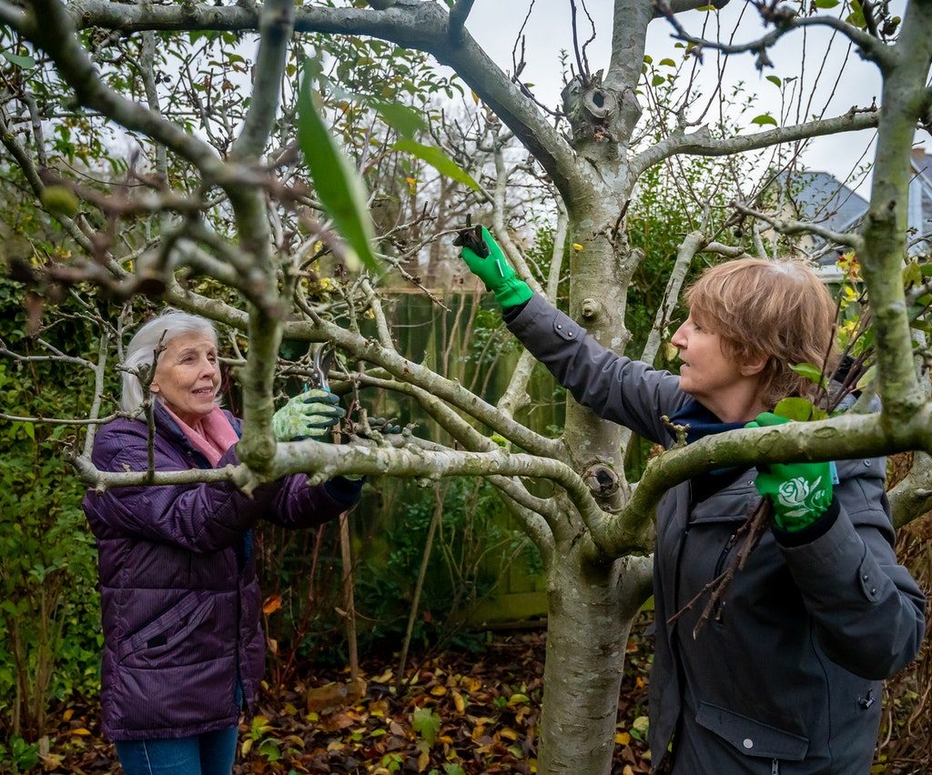 Two people pruning a tree