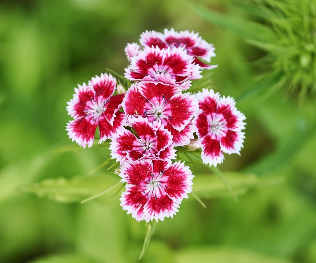 A cluster of magenta and white dianthus flowers