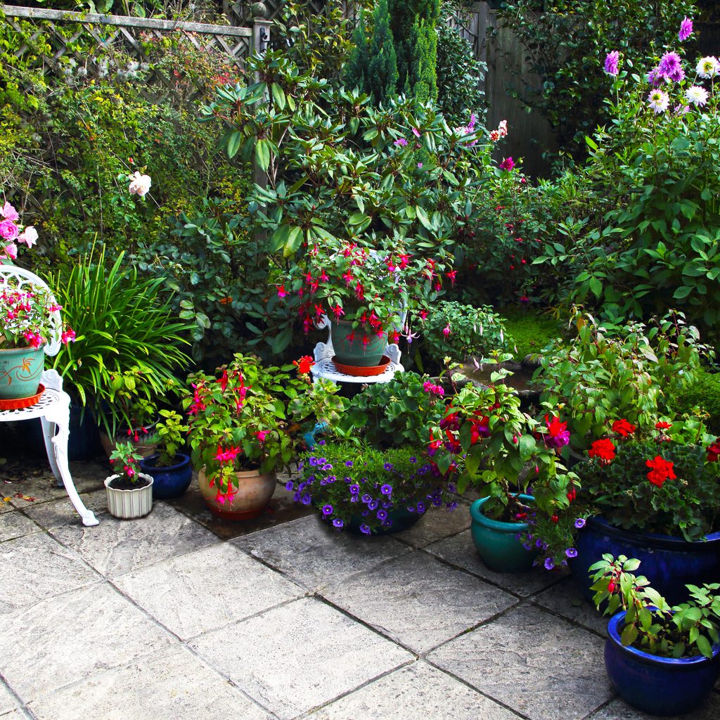 Plants on a patio