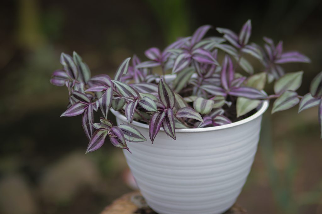 A purple and green zebrina plant in a white pot, sitting outside