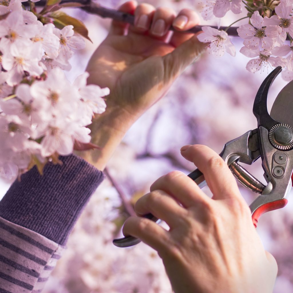 Person pruning cherry tree
