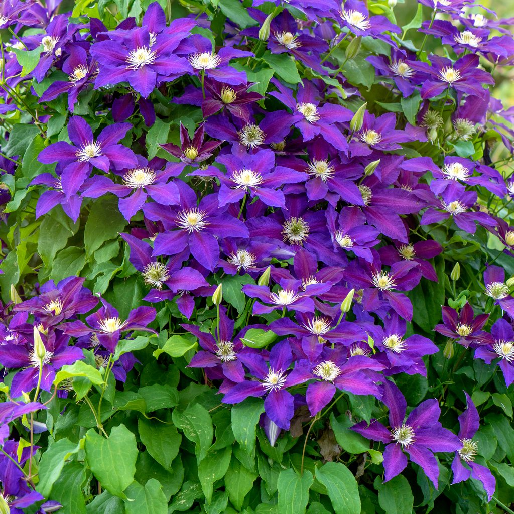 Purple clematis