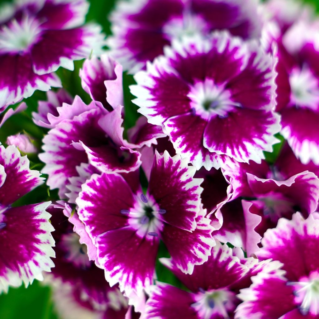 Dark purple and white dianthus flowers