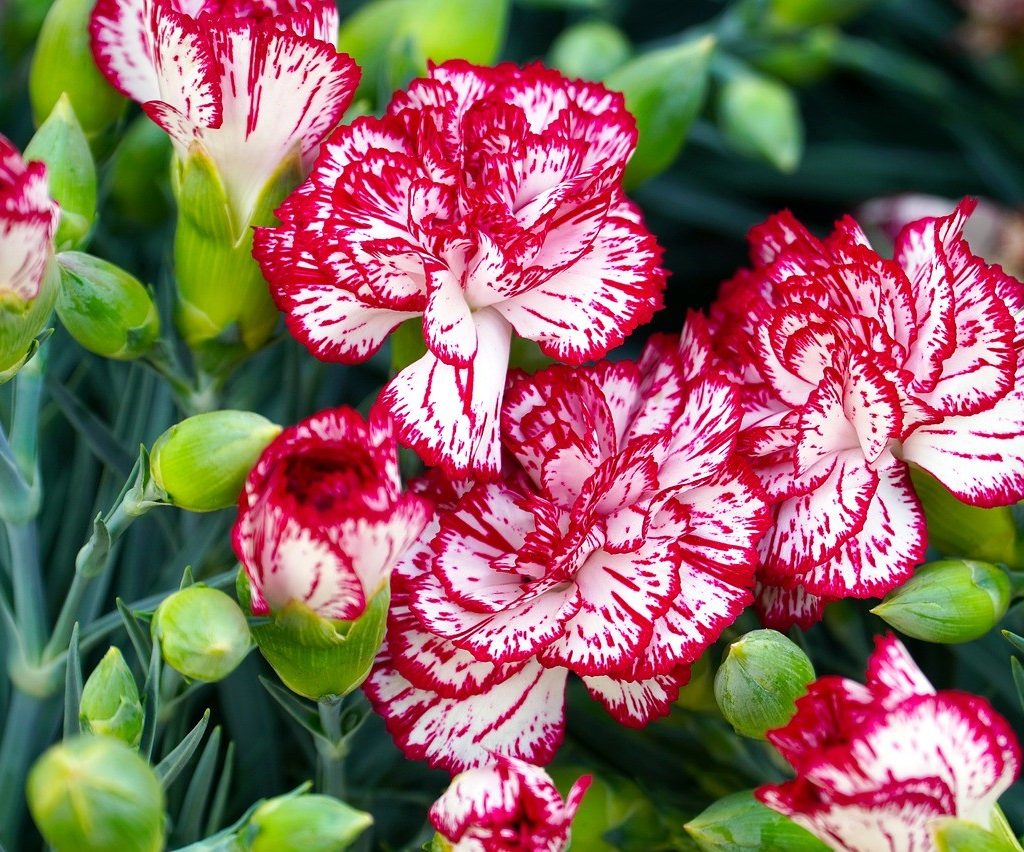 Red and white carnations