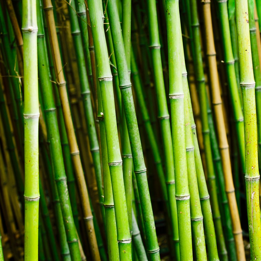 A row of tall green bamboo