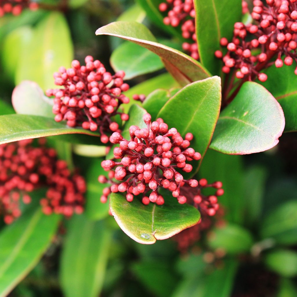Skimia joponica plant buds