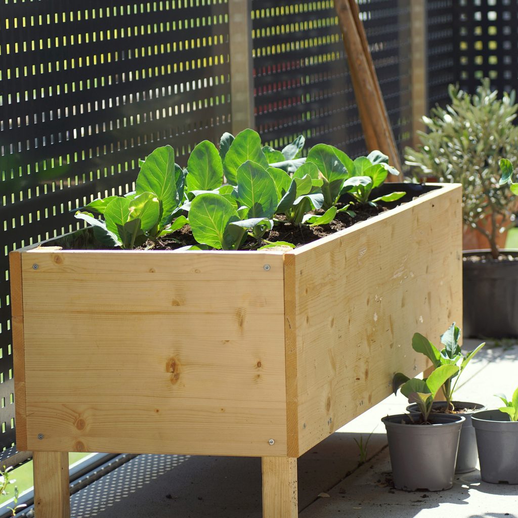A small raised garden bed with legs, planted with green, leafy plants.