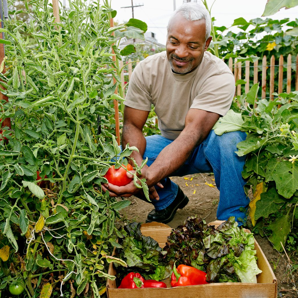Person harvesting summer crops