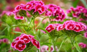 Pink and red dianthus flowers with long stems