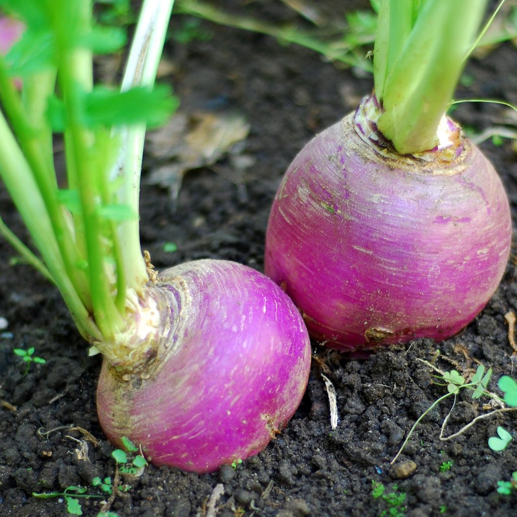 A pair of purple turnips growing in a garden