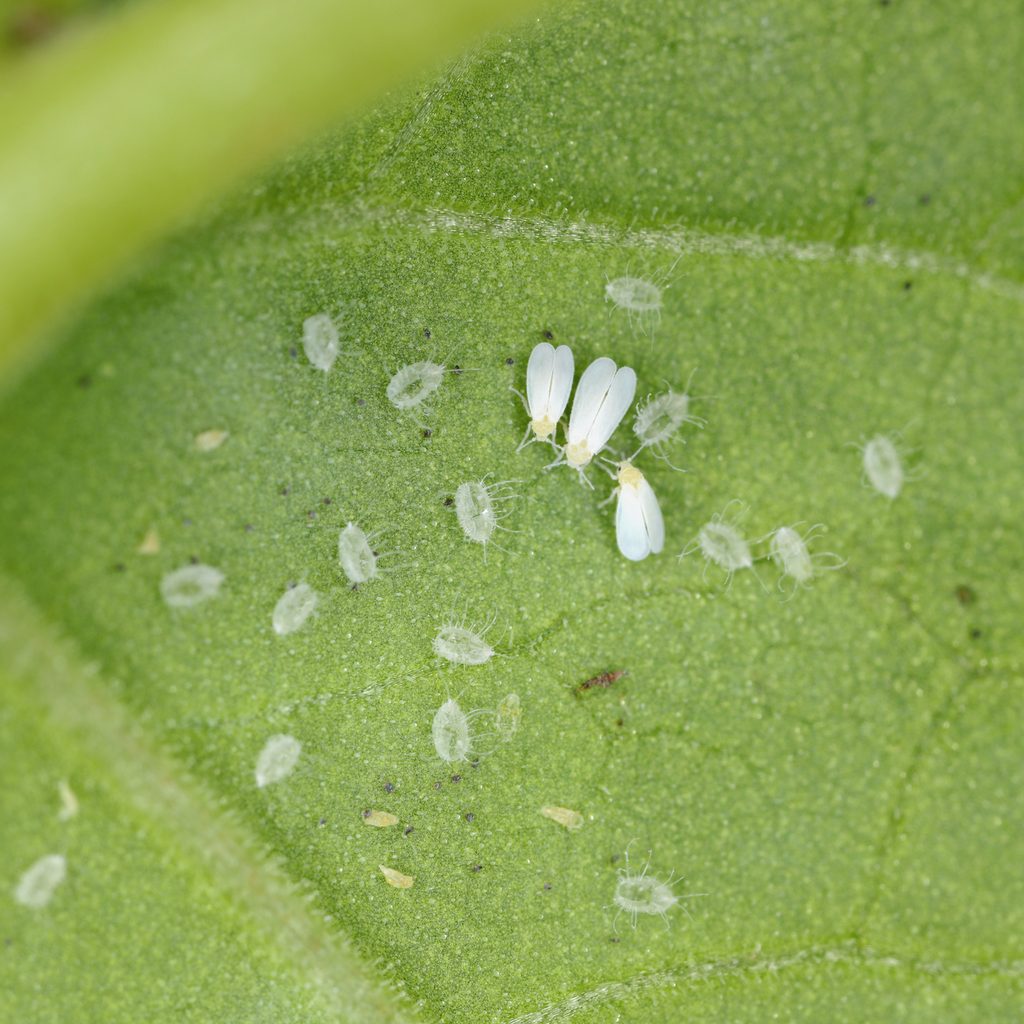 Whiteflies on the underside of a leaf