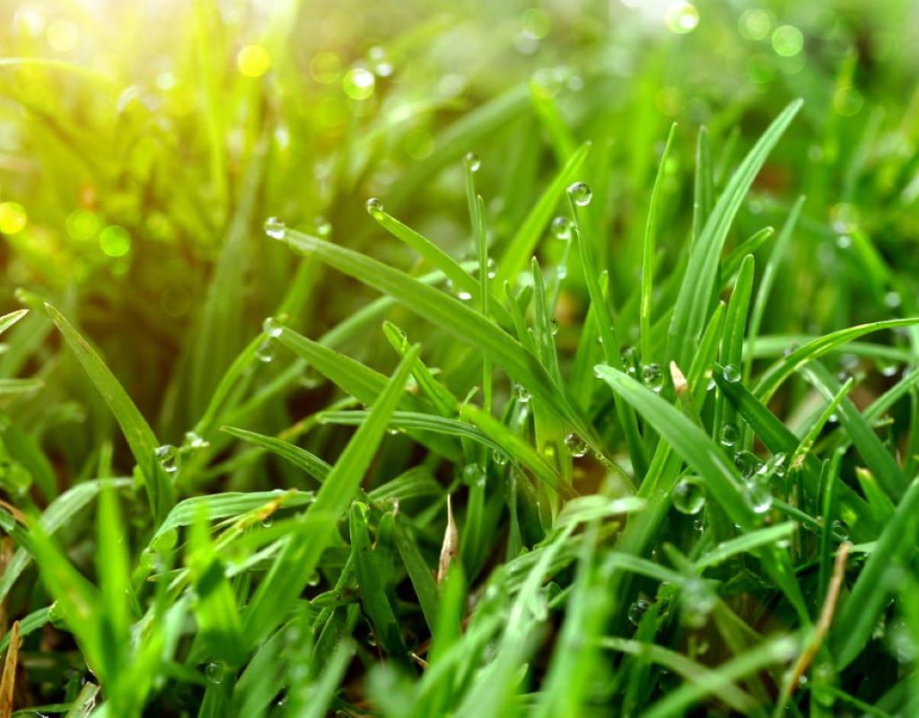 weed and feed lawns grass blades with dew