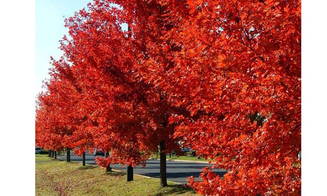 An Autumn Blaze® Red Maple Tree.