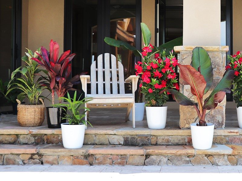 Madevillea Hawaiin trees from FastGrowingTrees.com.