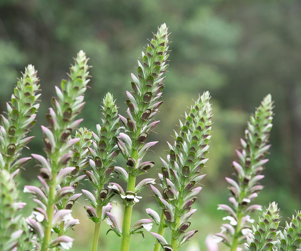 Acanthus mollis flower spikes with white flowers